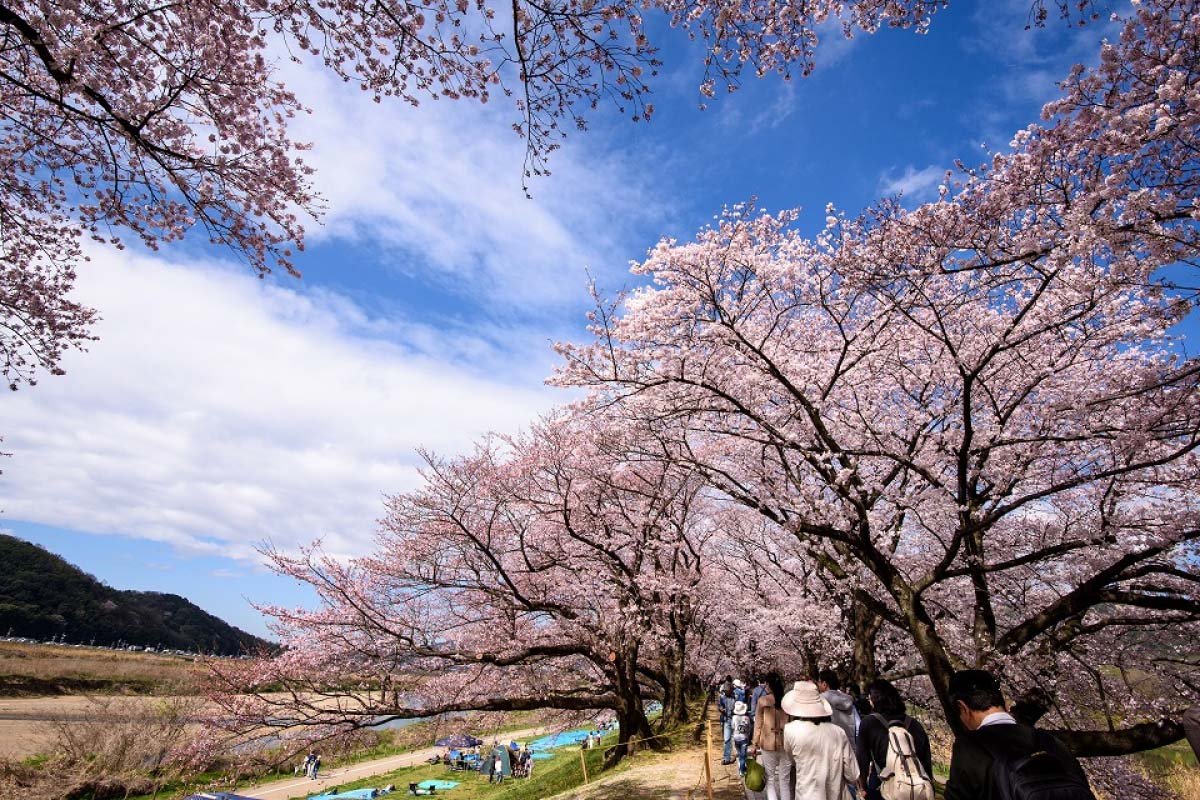 🏞️ 성산 공원(시로야마 코엔) 이미지 5